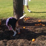 Dogtoberfest_07